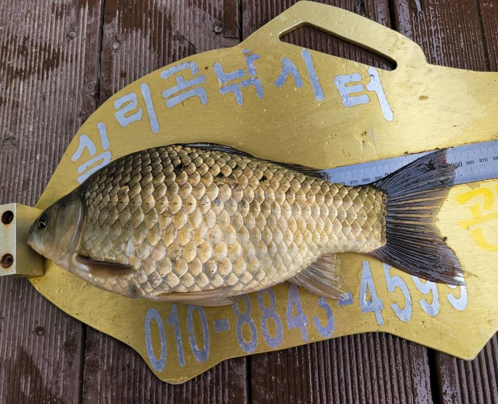 청풍 실리곡낚시터 43cm 대물입니다 (조황조행기 - 충주호조황속보)