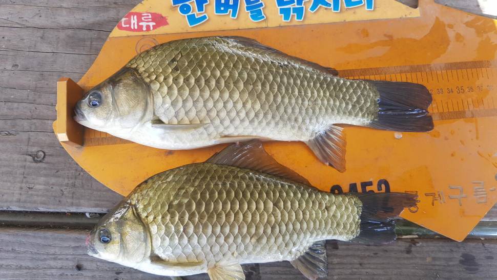 한버들 조황입니다 (조황조행기 - 충주호조황속보)