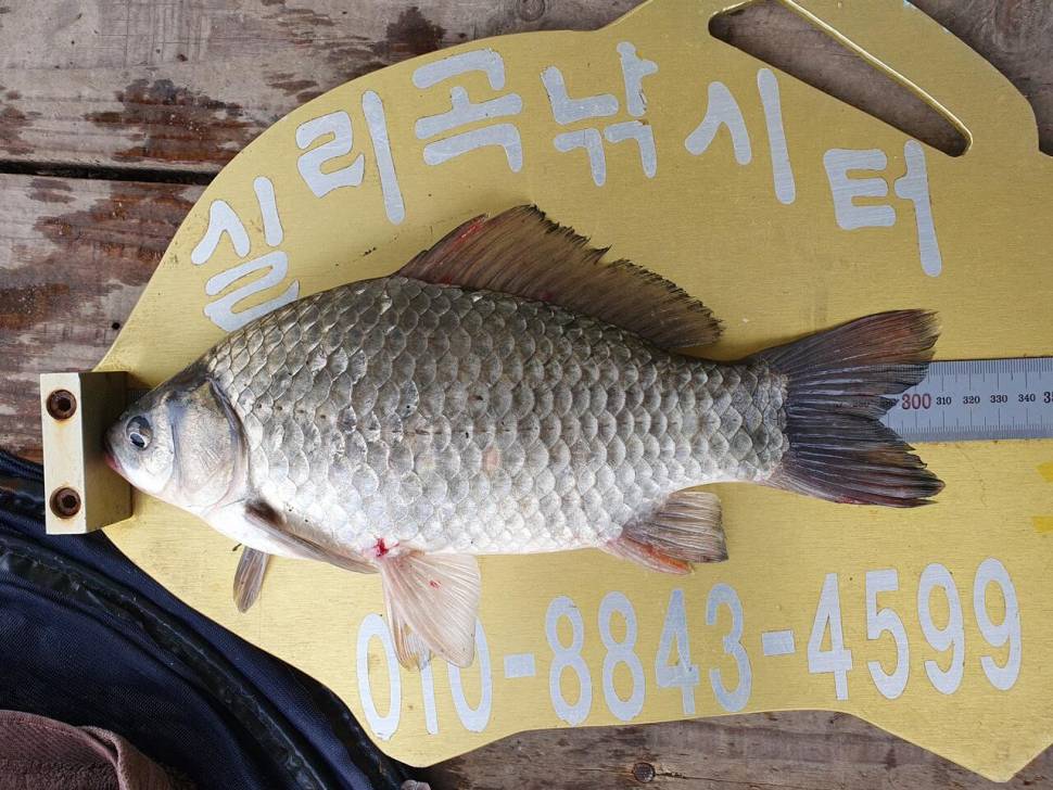 실리곡낚시터 허리급 조황입니다 (조황조행기 - 충주호조황속보)