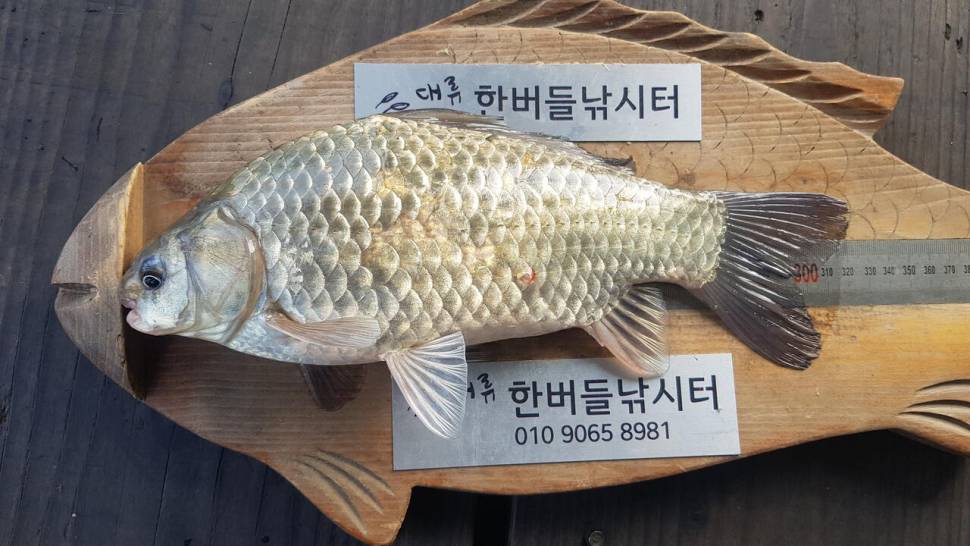 한버들 4짜 포함 허릿급 조황입니다 (조황조행기 - 충주호조황속보)