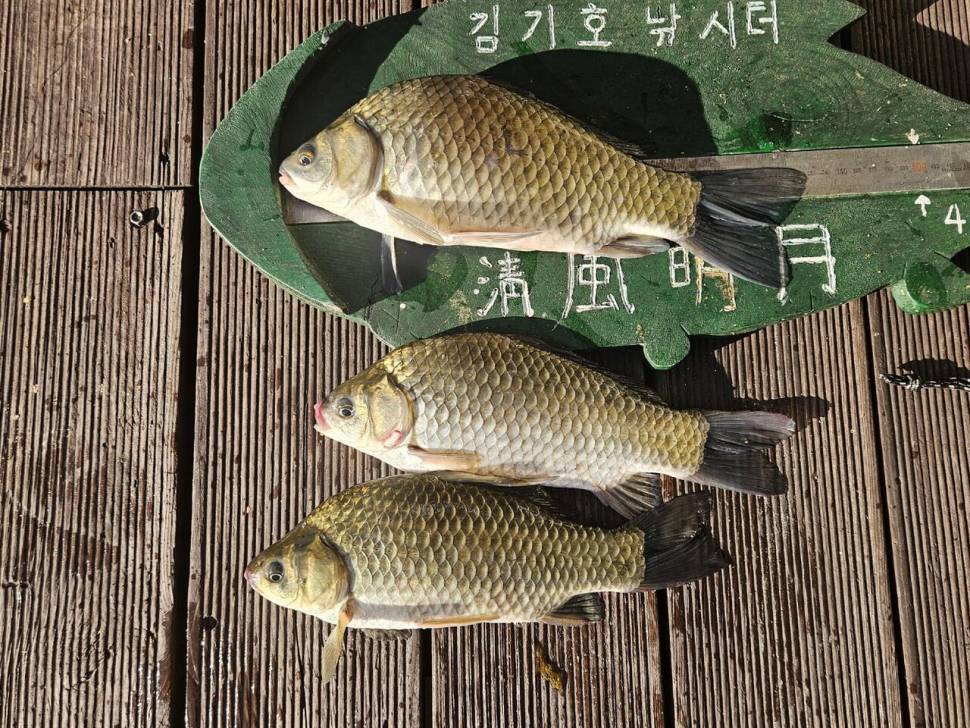 용곡 김기호 낚시터 조황정보 입니다 (조황조행기 - 충주호조황속보)