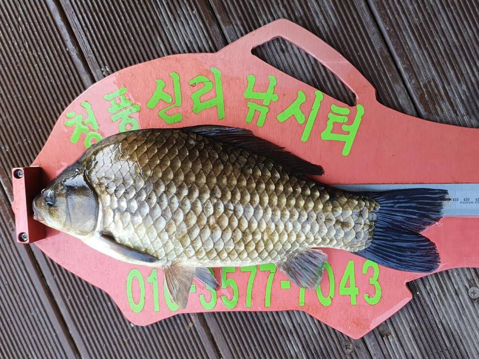 청풍신리낚시터 41cm4짜4짜 허리급 조황입니다 (조황조행기 - 충주호조황속보)