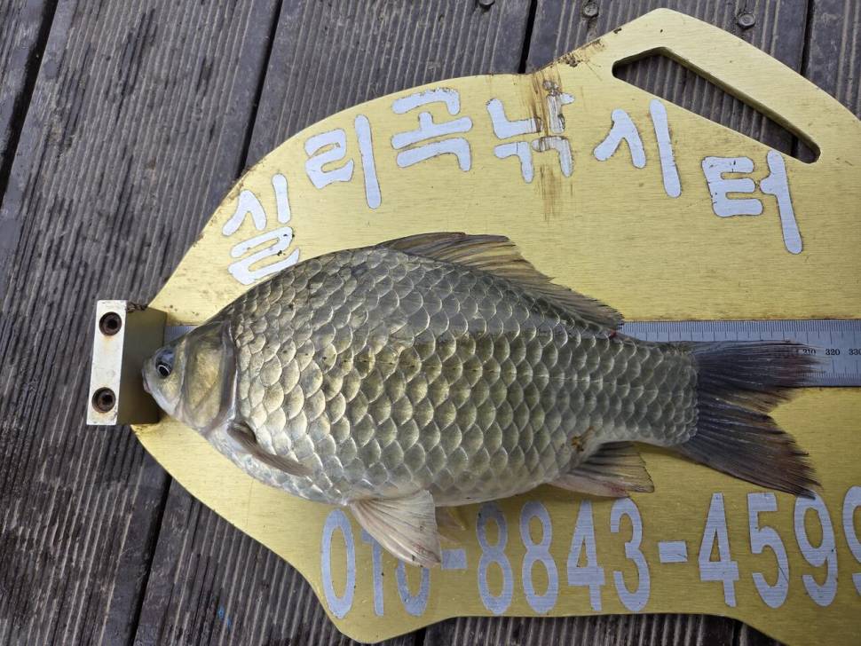 청풍 실리곡낚시터 조황입니다 (조황조행기 - 충주호조황속보)