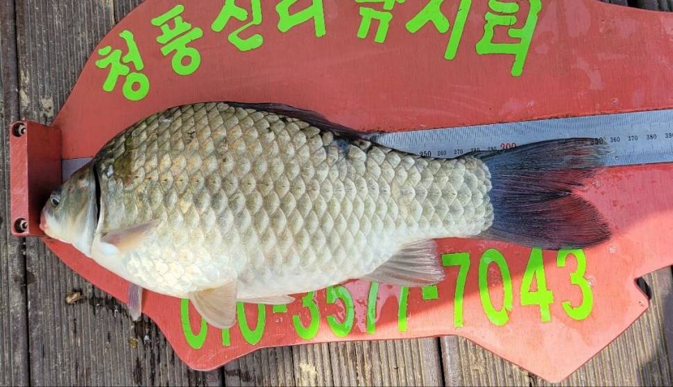 청풍신리낚시터 허리급 조황입니다 (조황조행기 - 충주호조황속보)