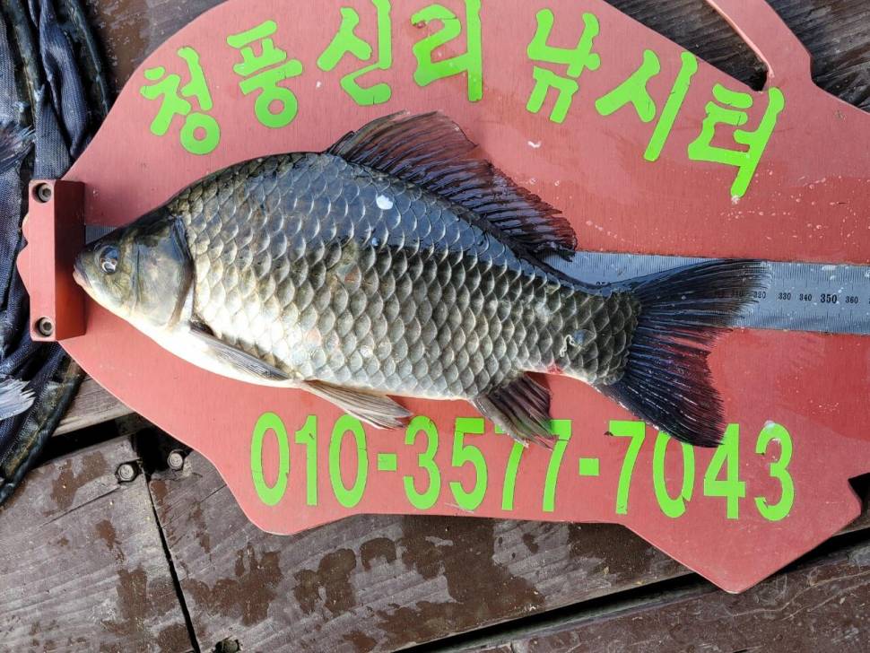 청풍신리낚시터 조황정보입니다 (조황조행기 - 충주호조황속보)