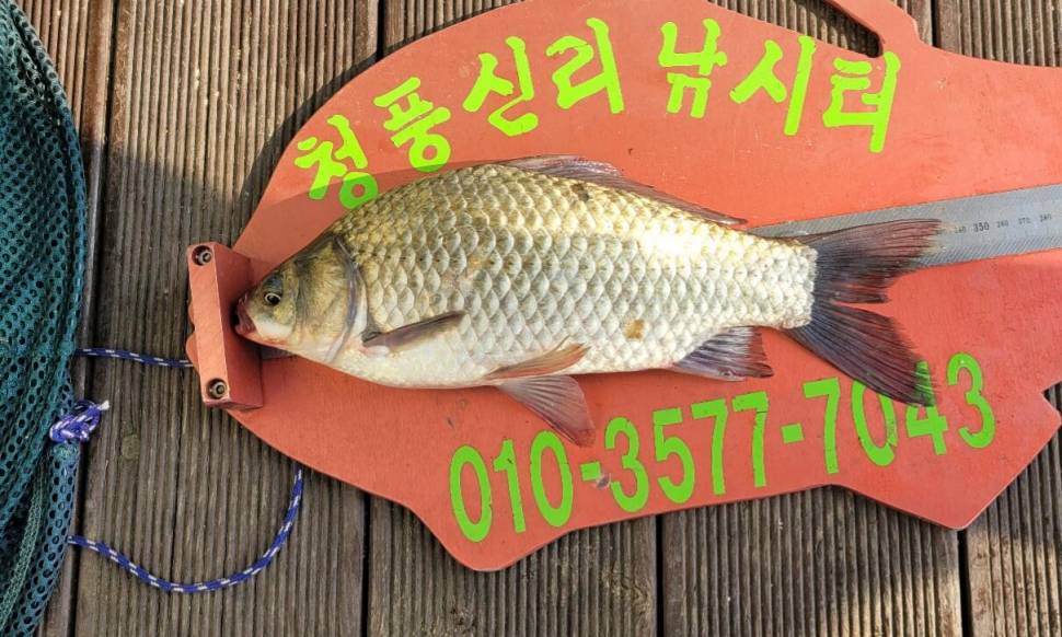 청풍신리낚시터 허리급조황입니다 (조황조행기 - 충주호조황속보)