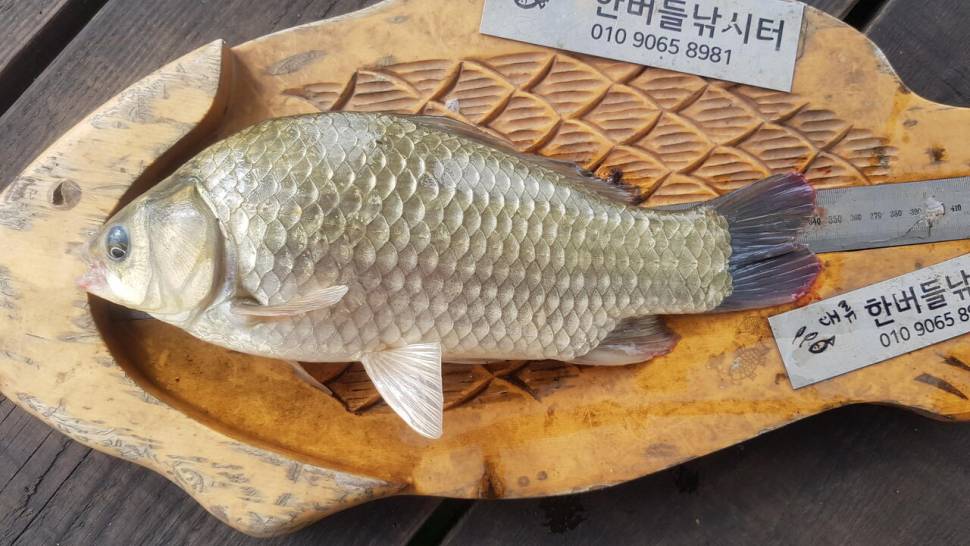 청풍 한버들 허릿급 조황입니다 (조황조행기 - 충주호조황속보)