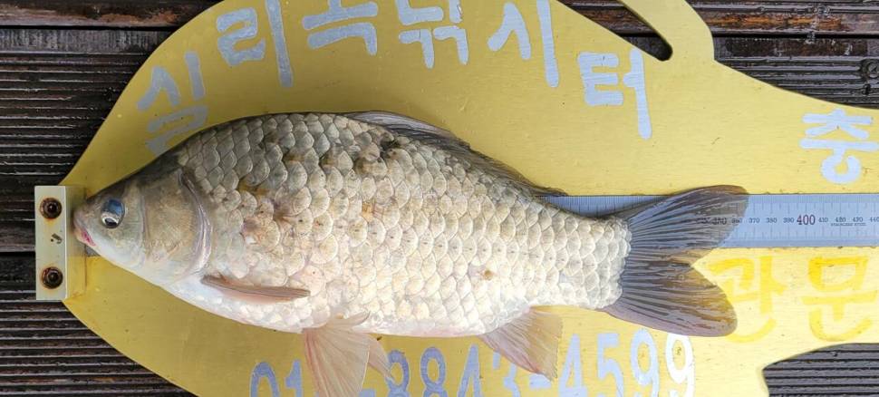 청풍 실리곡낚시터 허리급 4수 조황입니다 (조황조행기 - 충주호조황속보)