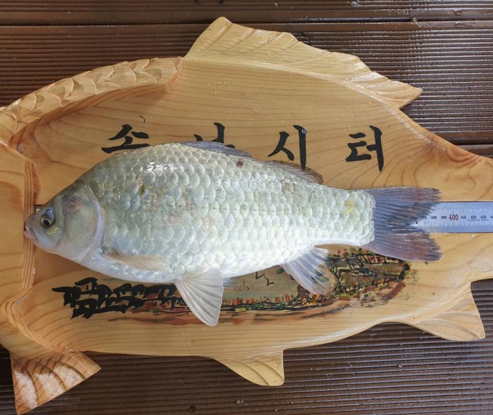 솔낚시터 조황입니다 (조황조행기 - 충주호조황속보)