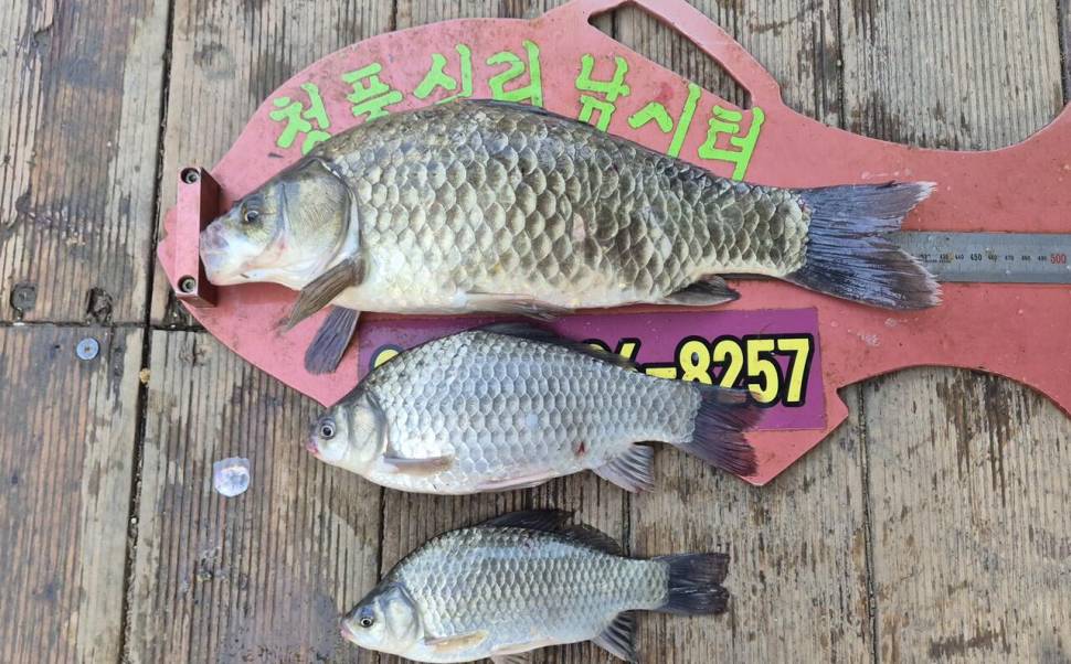 청풍신리낚시터 조황입니다 (조황조행기 - 충주호조황속보)