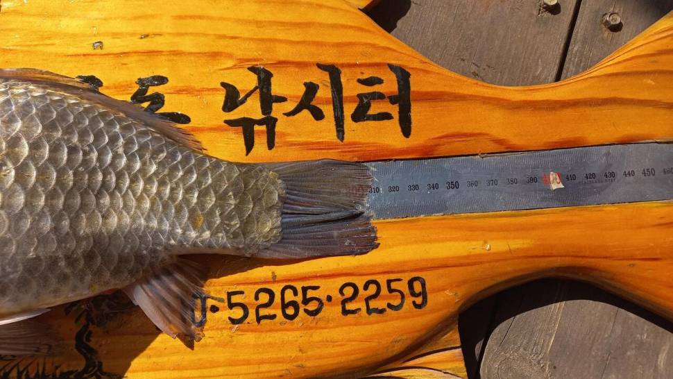 단돈 (조황조행기 - 충주호조황속보)