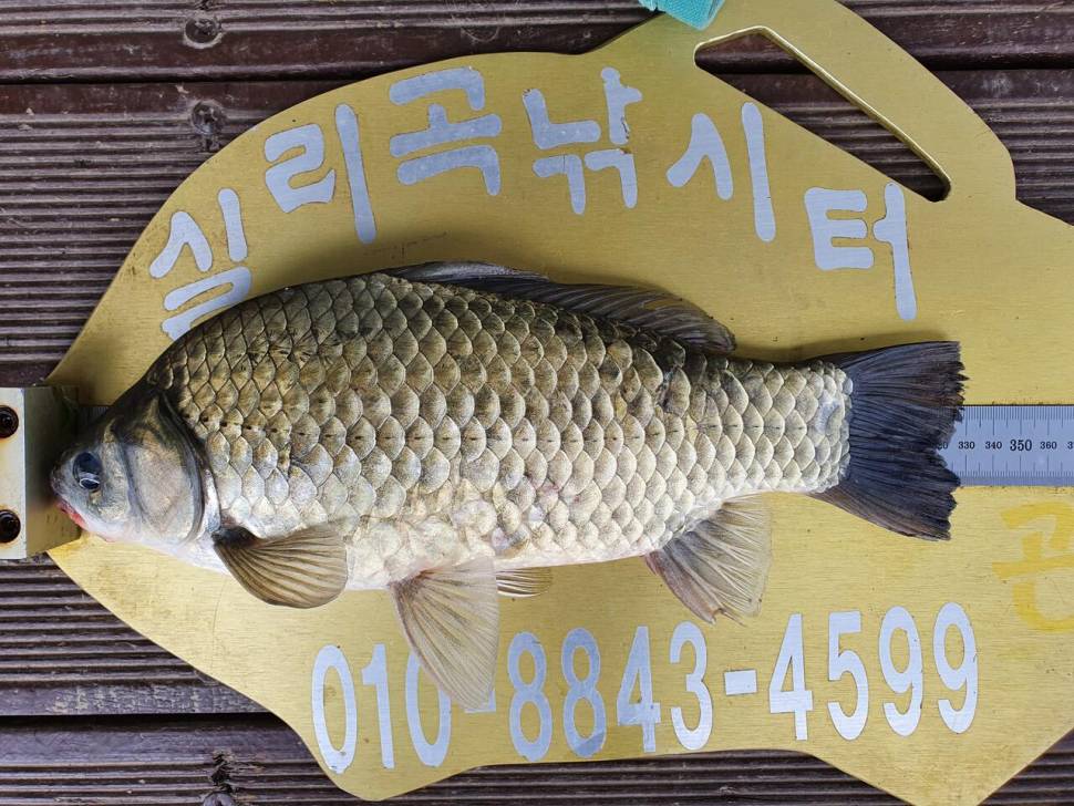 실리곡낚시터 4짜 3수허리급 조황입니다 (조황조행기 - 충주호조황속보)
