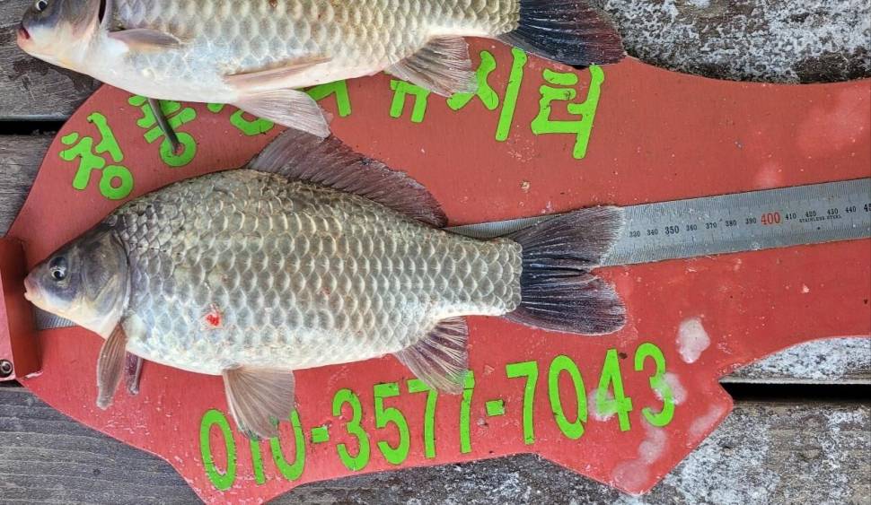 청풍신리낚시터 41cm외 허리급입니다 (조황조행기 - 충주호조황속보)