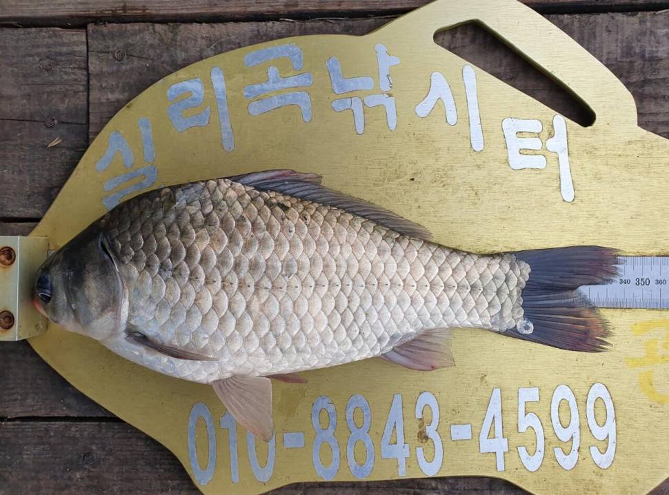실리곡낚시터 조황정보입니다 (조황조행기 - 충주호조황속보)