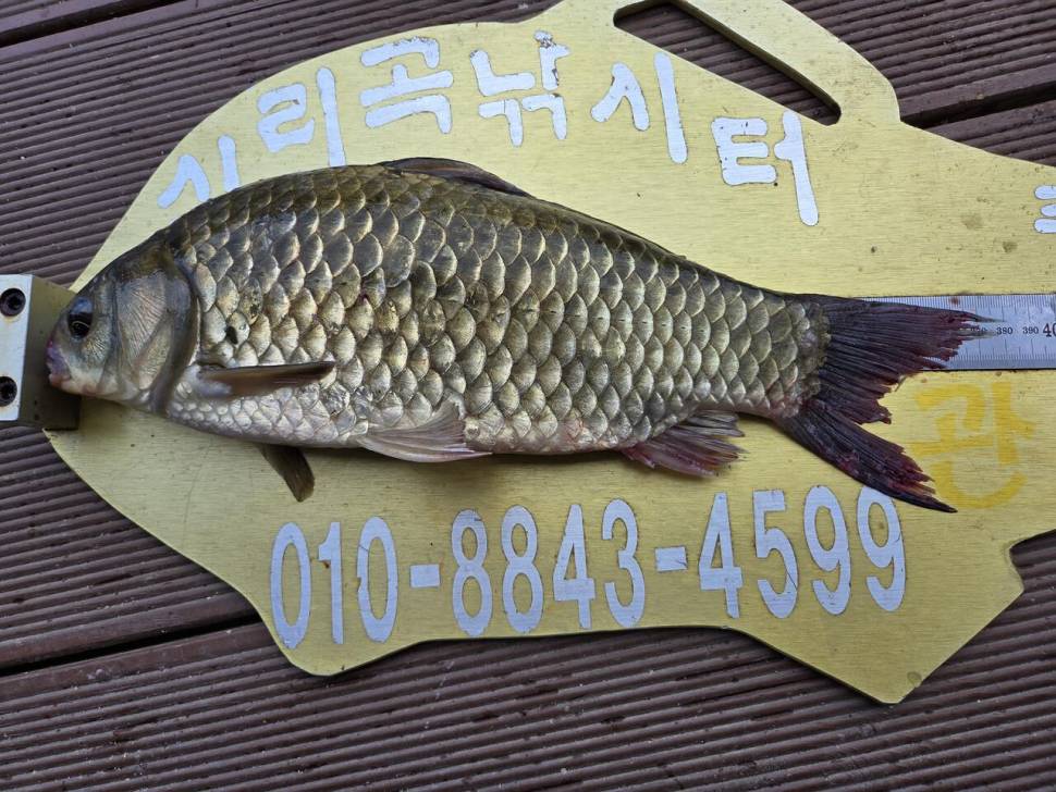 청풍 실리곡낚시터 조황입니다 (조황조행기 - 충주호조황속보)