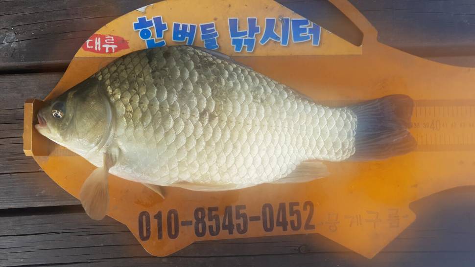 한버들 조황입니다 (조황조행기 - 충주호조황속보)