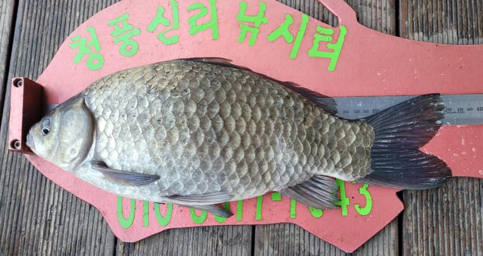 청풍신리낚시터 42cm4짜허리급 조황입니다 (조황조행기 - 충주호조황속보)