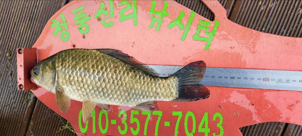 청풍신리낚시터 4짜허리급입니다 (조황조행기 - 충주호조황속보)