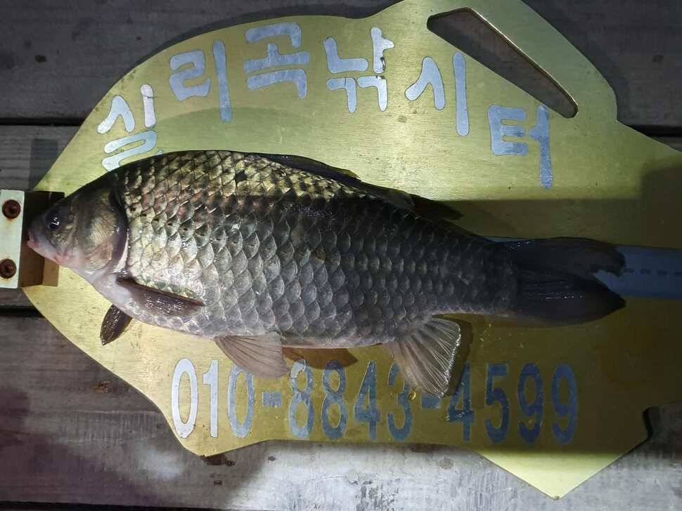 실리곡낚시터 조황입니다 (조황조행기 - 충주호조황속보)