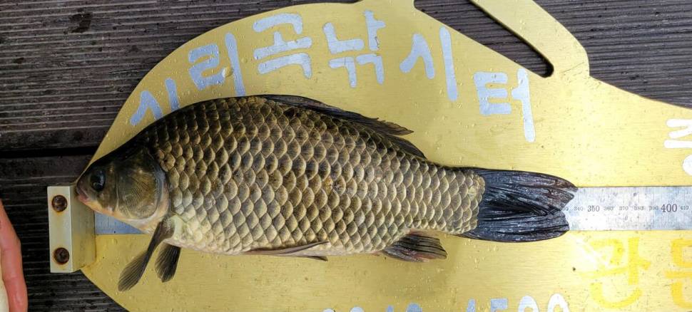 청풍실리곡낚시터 허리급 조황입니다 (조황조행기 - 충주호조황속보)