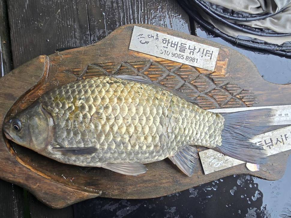청풍 한버들 조황입니다 (조황조행기 - 충주호조황속보)