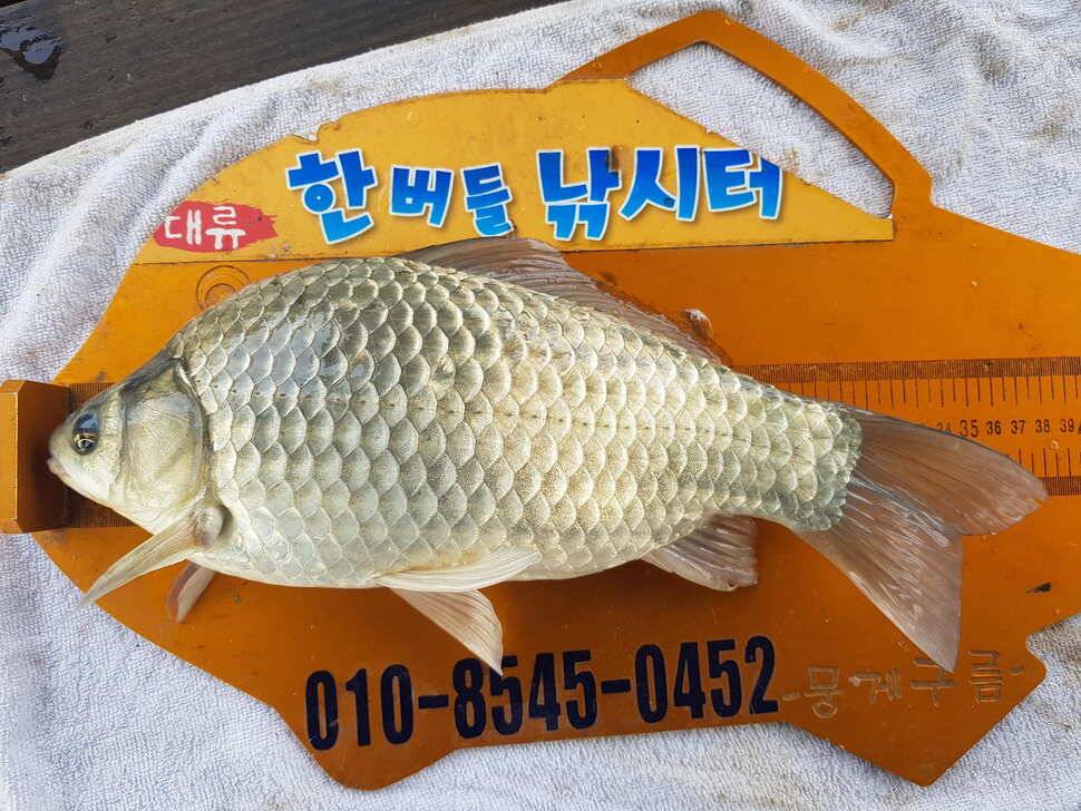 청풍 한버들 낚시터 4짜포함 허릿급 조황입니다 (조황조행기 - 충주호조황속보)