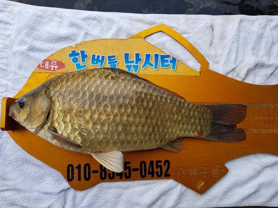 한버들 4짜 포함 허릿급 조황입니다 (조황조행기 - 충주호조황속보)