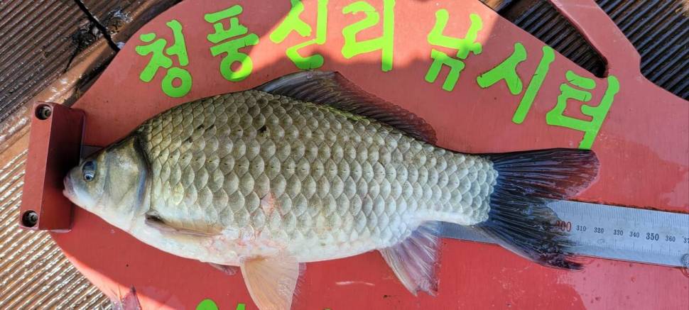 청풍신리낚시터 조황정보입니다 (조황조행기 - 충주호조황속보)