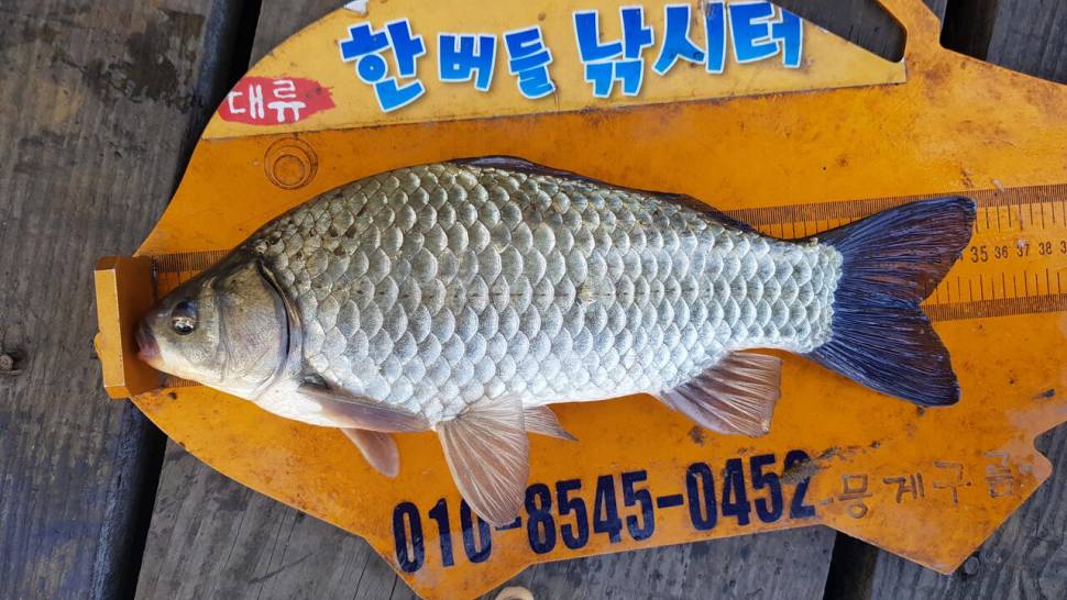 청풍 한버들 낚시터 4짜포함 허릿급 조황입니다 (조황조행기 - 충주호조황속보)