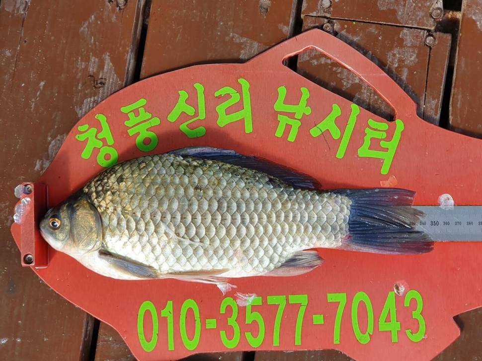 청풍신리낚시터 4짜외 허리급 조황입니다 (조황조행기 - 충주호조황속보)