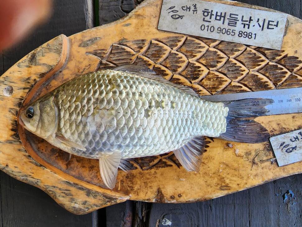 청풍 한버들 허릿급 조황입니다 (조황조행기 - 충주호조황속보)