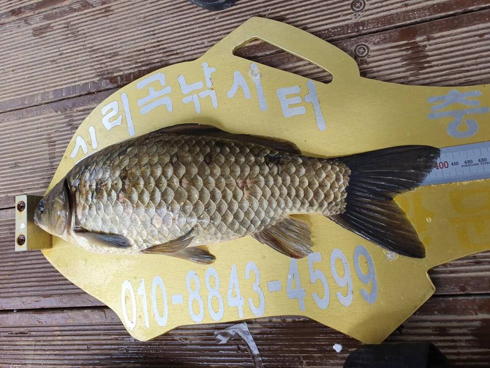 실리곡낚시터 4짜 두수허리급 조황입니다 (조황조행기 - 충주호조황속보)