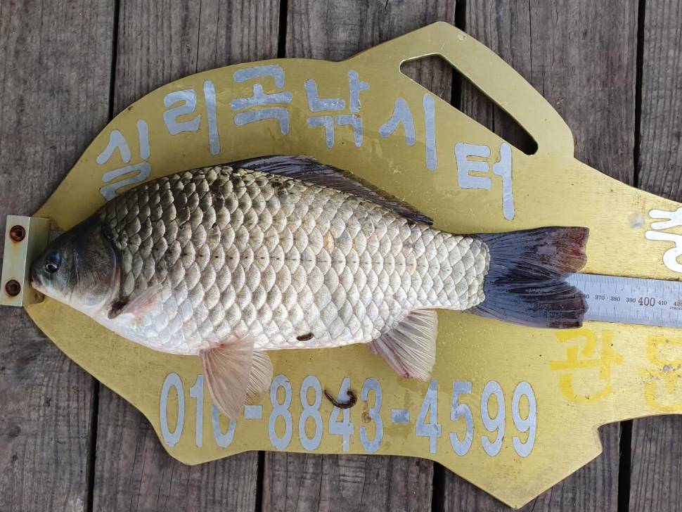 실리곡낚시터 4짜4짜허리급 조황입니다 (조황조행기 - 충주호조황속보)