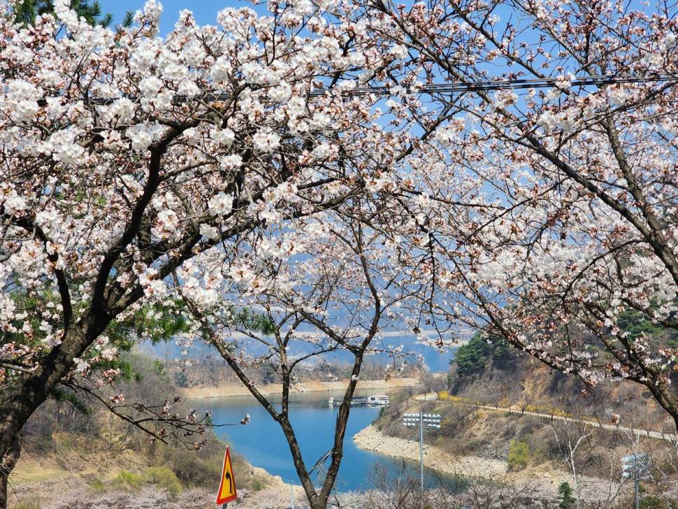 청풍 한버들 허릿급 조황입니다 (조황조행기 - 충주호조황속보)