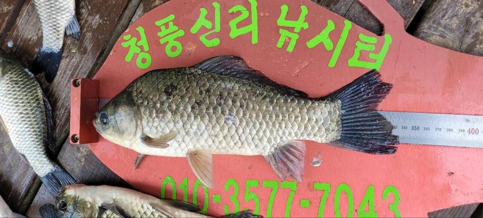 청풍신리낚시터 허리급 조황입니다 (조황조행기 - 충주호조황속보)