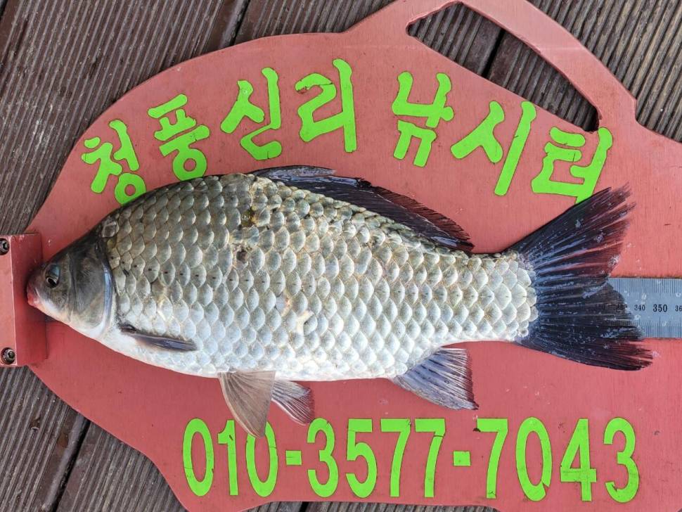 청풍신리낚시터 조황정보입니다 (조황조행기 - 충주호조황속보)