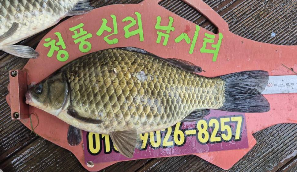 청풍신리 조황입니다 (조황조행기 - 충주호조황속보)
