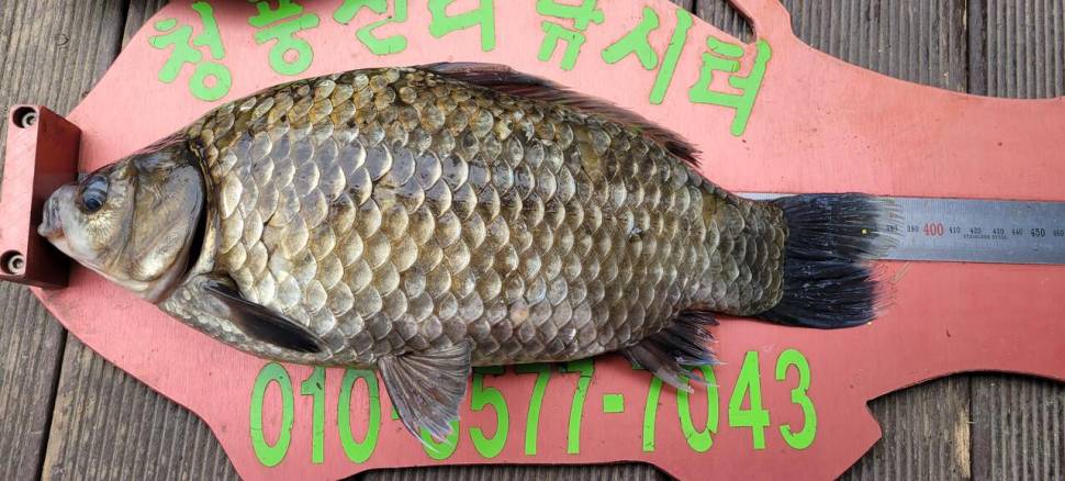 청풍신리낚시터 4짜외 허리급입니다 (조황조행기 - 충주호조황속보)