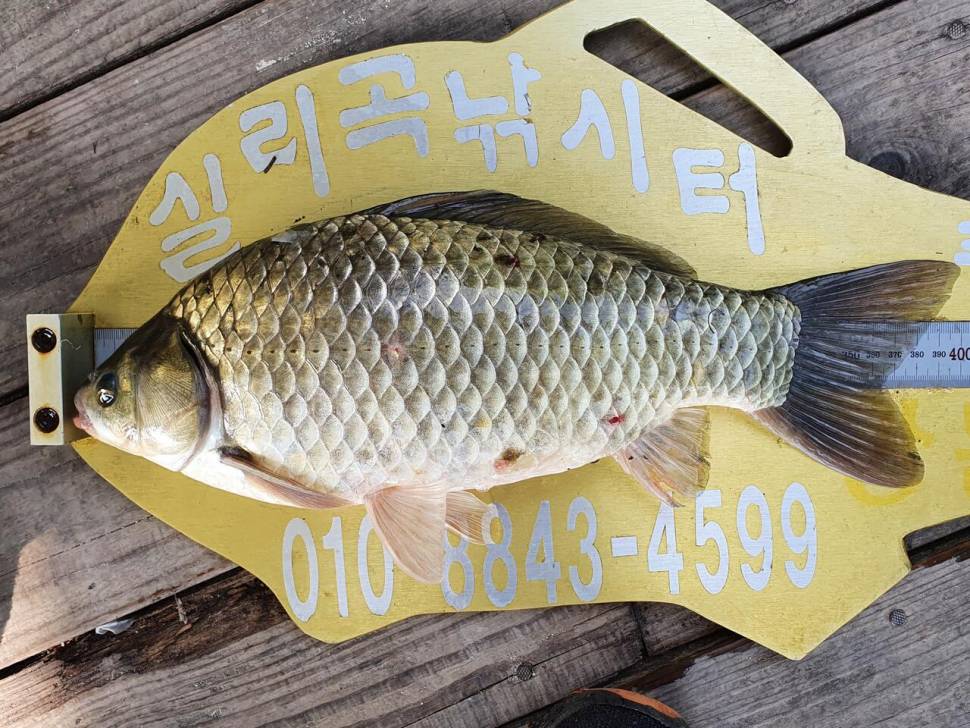 실리곡낚시터 4짜허리급 조황입니다 (조황조행기 - 충주호조황속보)