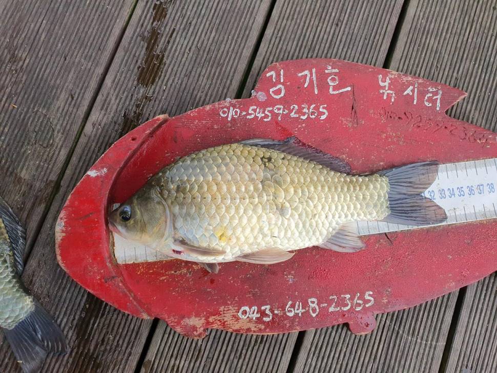 용곡 김기호 낚시터 허리급 조황입니다 (조황조행기 - 충주호조황속보)