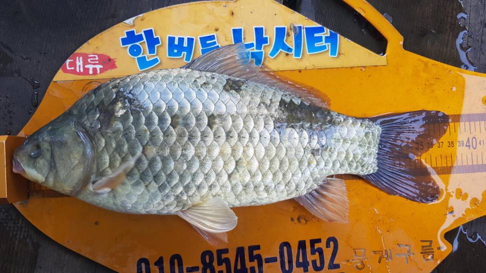 청풍 한버들 낚시터 4짜포함 허릿급 조황입니다 (조황조행기 - 충주호조황속보)