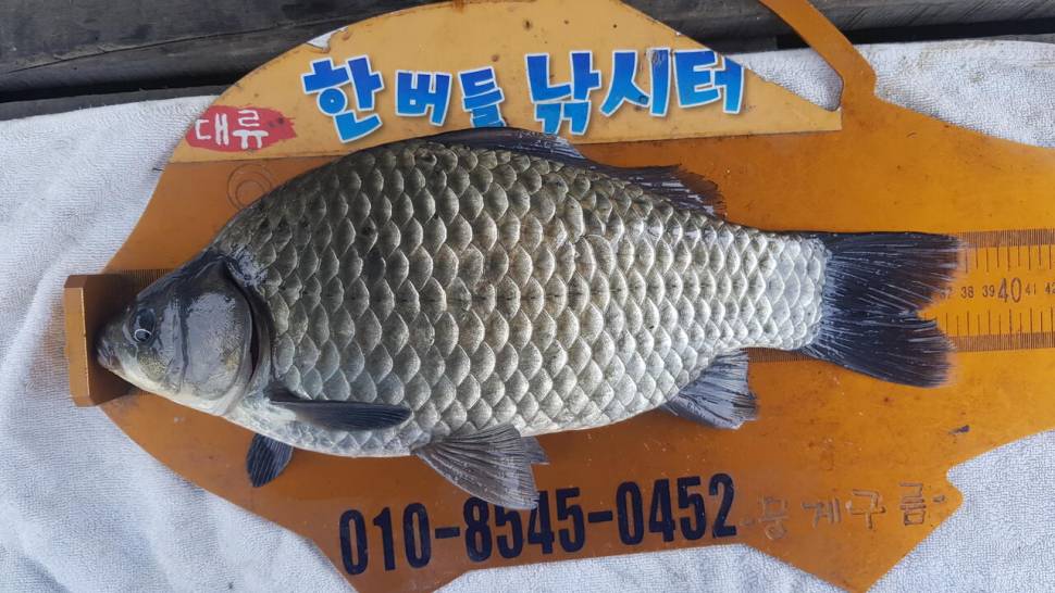 한버들 4짜 포함 허릿급 조황입니다 (조황조행기 - 충주호조황속보)