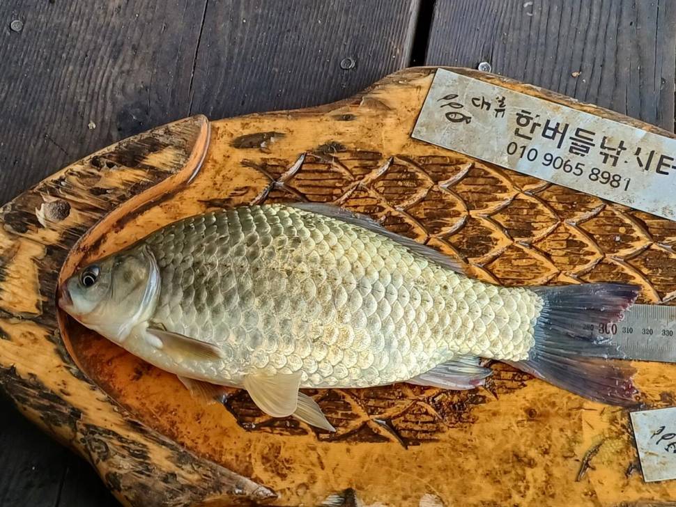 청풍 한버들 조황입니다 (조황조행기 - 충주호조황속보)
