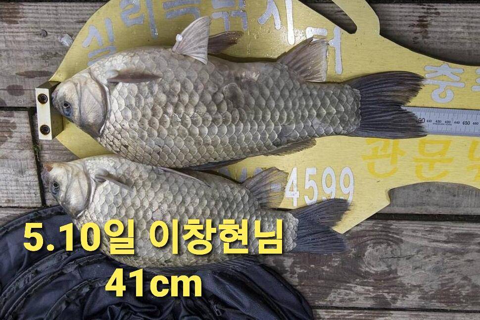실리곡낚시터 44cm 대물 조황입니다 (조황조행기 - 충주호조황속보)