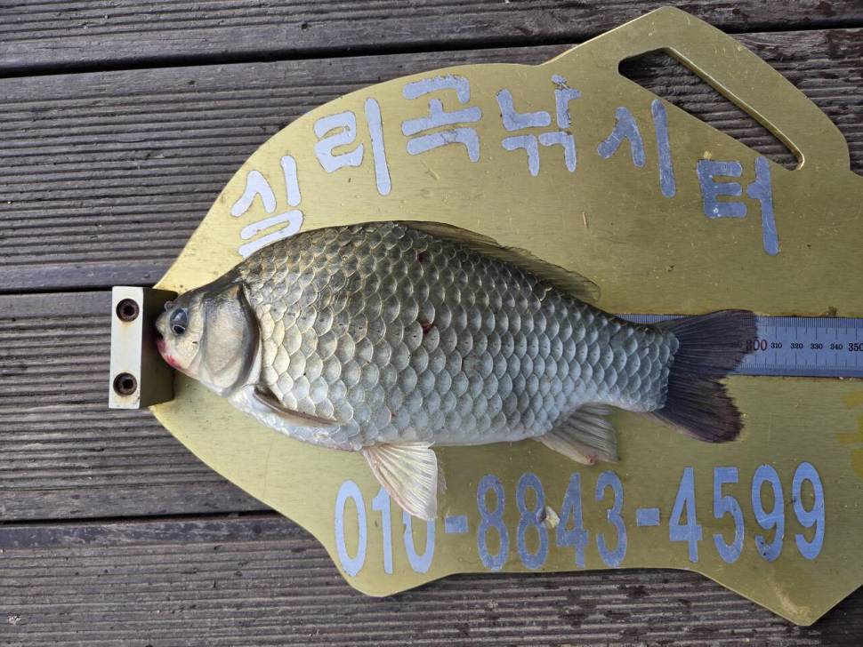 청풍 실리곡낚시터 조황입니다 (조황조행기 - 충주호조황속보)