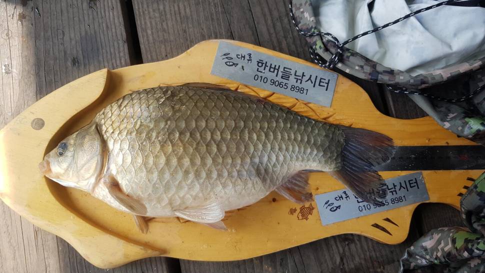 한버들 4짜 포함 허릿급 조황입니다 (조황조행기 - 충주호조황속보)