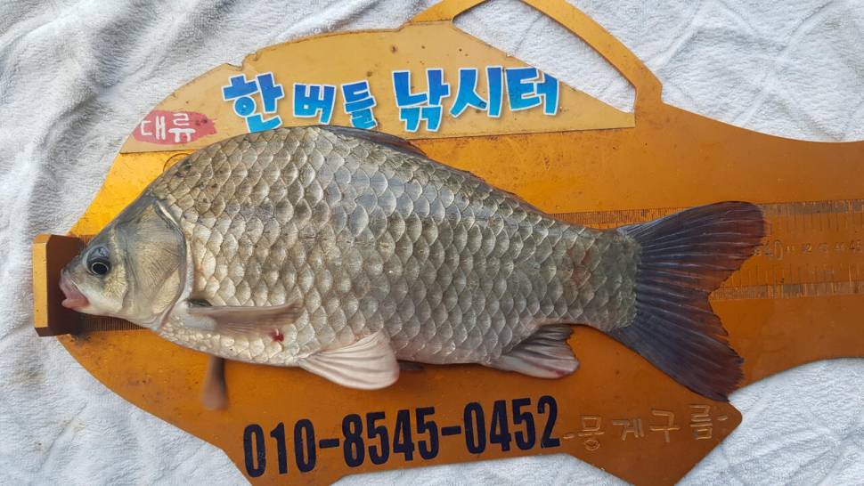 한버들 4짜 포함 허릿급 조황입니다 (조황조행기 - 충주호조황속보)