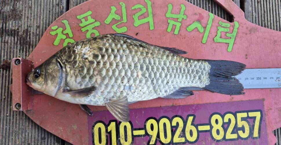 청풍신리낚시터 주말조황입니다 (조황조행기 - 충주호조황속보)