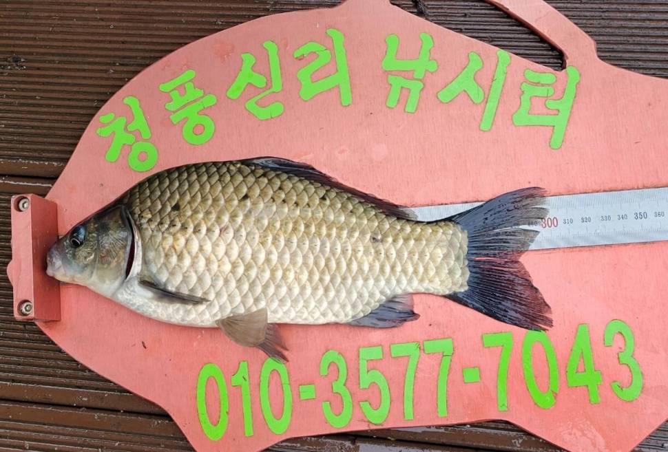 청풍신리낚시터 조황정보입니다 (조황조행기 - 충주호조황속보)