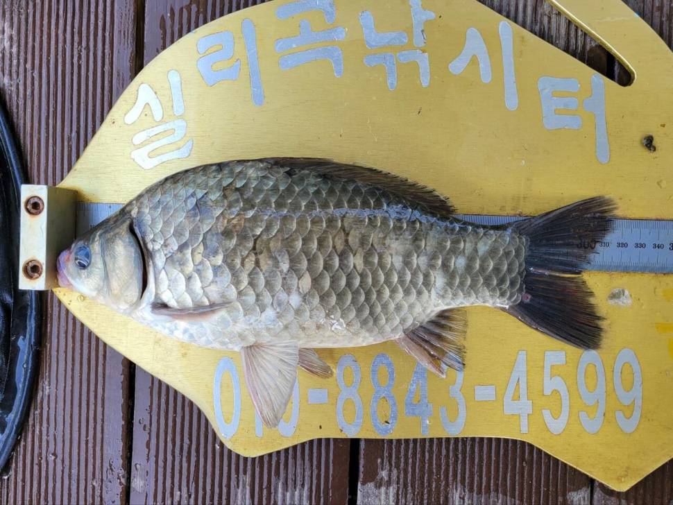 실리곡낚시터 조황입니다 (조황조행기 - 충주호조황속보)